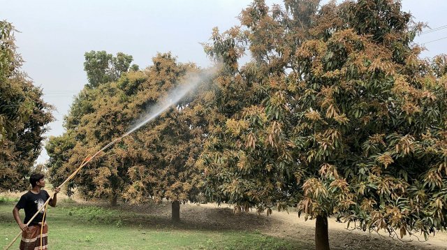 রাজশাহীর আমে ১০ হাজার কোটি টাকা বাণিজ্যের আশা